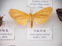 橙擬燈蛾藏品圖，第1張