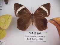 玉帶黛眼蝶藏品圖，第1張