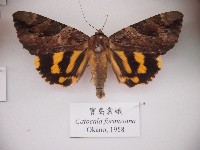 寶島裳蛾藏品圖，第1張