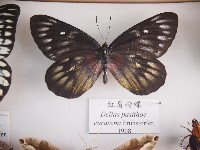 紅肩粉蝶藏品圖，第1張