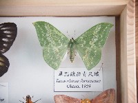 單點鐮齒青尺蛾藏品圖，第1張