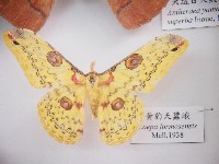 黃豹天蠶蛾藏品圖，第1張