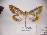 豹紋尺蛾藏品圖，第1張