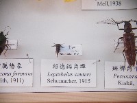 紹德錨角蟬藏品圖，第1張