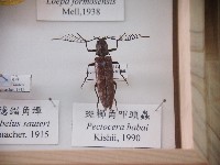 斑櫛角叩頭蟲藏品圖，第1張