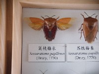 荔枝椿象藏品圖，第1張