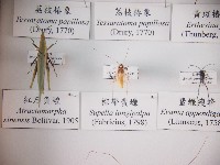 棕帶蜚蠊藏品圖，第1張