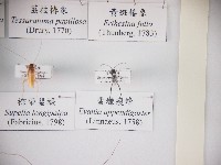 蜚蠊瘦蜂藏品圖，第1張
