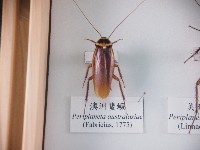 澳洲蜚蠊藏品圖，第1張