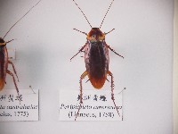 美洲蜚蠊藏品圖，第1張