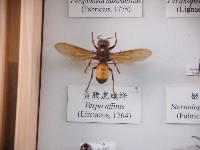 黃腰虎頭蜂藏品圖，第1張
