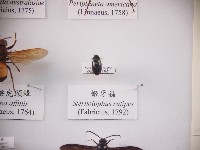 姬牙蟲藏品圖，第1張