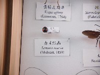 赤星瓢蟲藏品圖，第1張