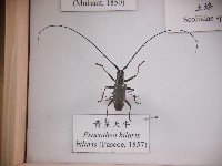 黃星天牛藏品圖，第1張