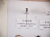 青紋細蟌藏品圖，第1張