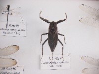 大紅娘華藏品圖，第1張