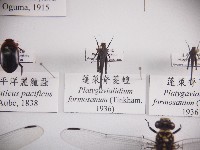 蓬萊脊菱蝗藏品圖，第1張