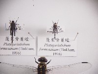 蓬萊脊菱蝗藏品圖，第1張