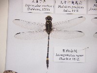 粗鉤春蜓藏品圖，第1張