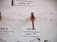 褐基蜻蜓藏品圖，第1張