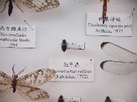 姬牙蟲藏品圖，第1張