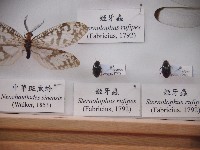 姬牙蟲藏品圖，第1張