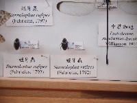 姬牙蟲藏品圖，第1張