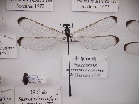 中華珈蟌藏品圖，第1張