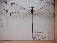 中華珈蟌藏品圖，第1張