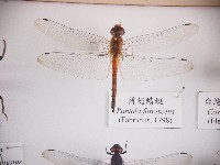 薄翅蜻蜓藏品圖，第1張