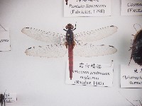 霜白蜻蜓藏品圖，第1張