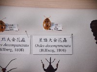 星點大金花蟲藏品圖，第1張