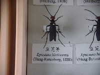 豆芫菁藏品圖，第1張