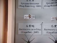 瓜實蠅藏品圖，第1張