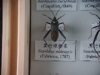黑竹緣椿象藏品圖，第1張