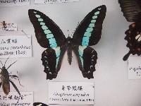 青帶鳳蝶藏品圖，第1張