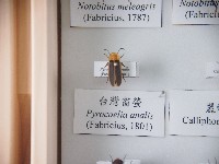 臺灣窗螢藏品圖，第1張