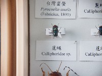 麗蠅藏品圖，第1張