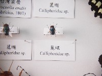 麗蠅藏品圖，第1張