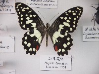 無尾鳳蝶藏品圖，第1張