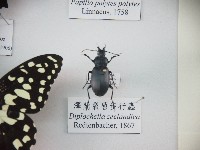 澤蘭裂唇步行蟲藏品圖，第1張