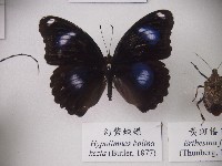 幻紫蛺蝶藏品圖，第1張