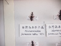 臺灣森本步行蟲藏品圖，第1張