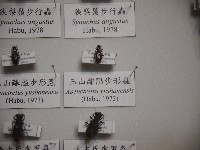 玉山離隘步形蟲藏品圖，第1張