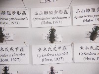 素木氏虎甲蟲藏品圖，第1張