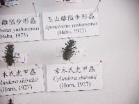 素木氏虎甲蟲藏品圖，第1張