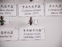 青綠鋸步行蟲藏品圖，第1張