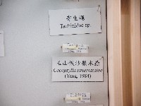 玉山假沙梨木蝨藏品圖，第1張