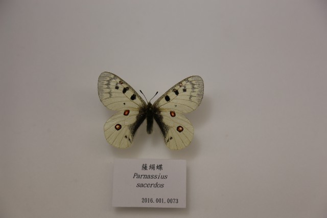 薩絹蝶的圖片