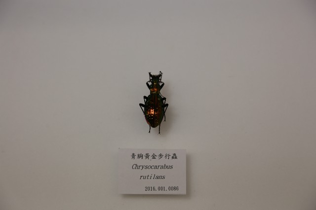 青胸黃金步行蟲的圖片